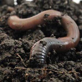 Earthworms to increase a member