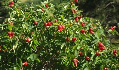 Rose hip to increase the penis