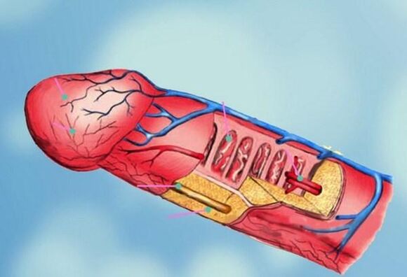 Penis structure and head enlargement